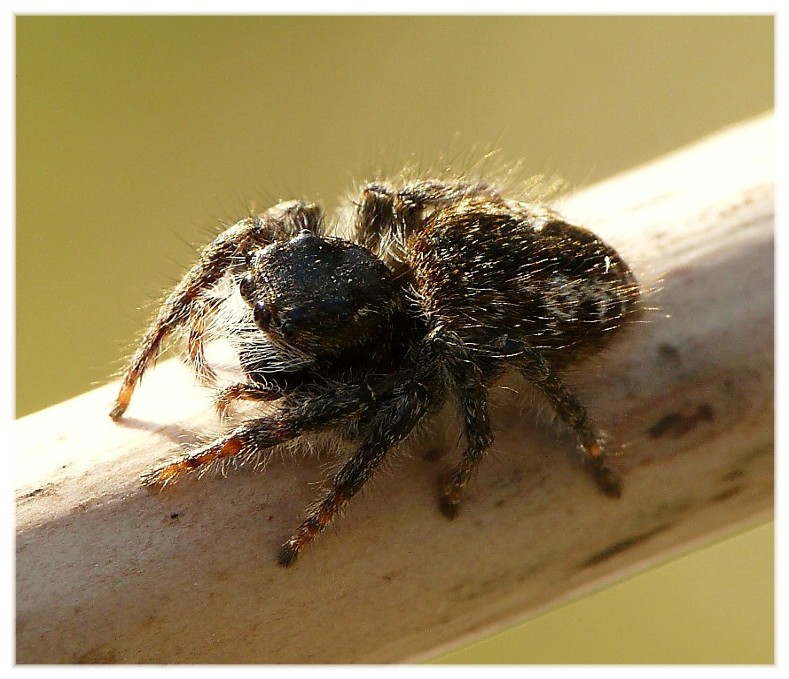 Ragni vari(Gnaphosidae, Lycosidae, Theridiidae, Thomisidae.)